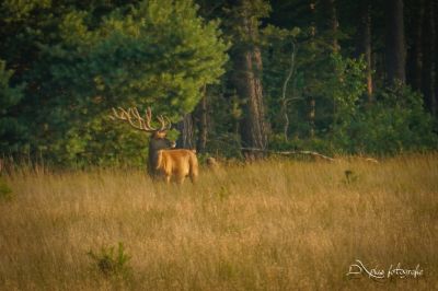 De Hoge Veluwe