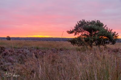 De Hoge Veluwe