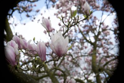 Magnolia in de tuin van Huisje Elsbosch
