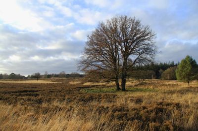 Loenense Bos