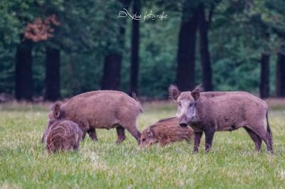 De Hoge Veluwe